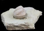 Blastoid (Pentremites) Fossil - Illinois #45021-1